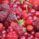 Fraise-framboise-cassis-groseilles-Circuit-court-alimentaire-Le-Comboire-Paysan